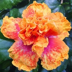 HVH Revelry - 50 lei - lastari rezervati