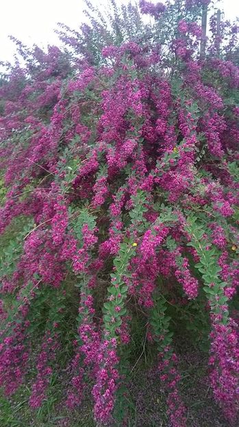 Poze preluate - 0 LESPEDEZA THUNBERGII plantat septembrie 2024