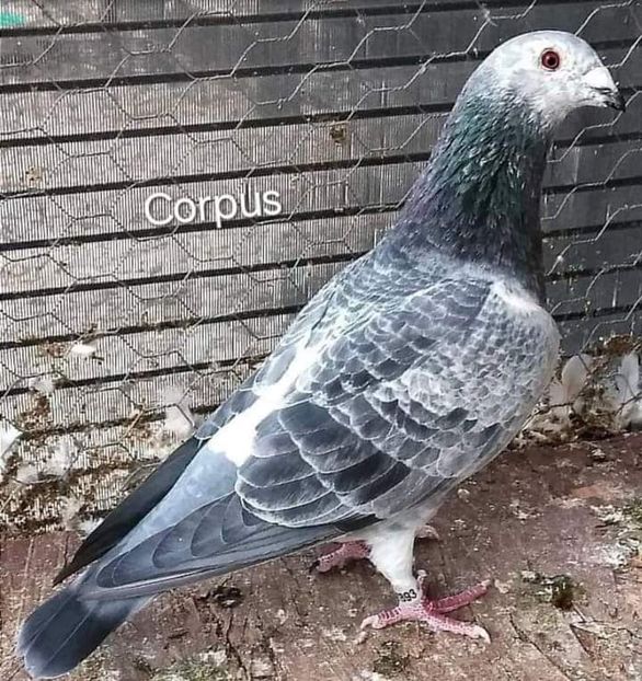  - Nu îmi aparțin 7