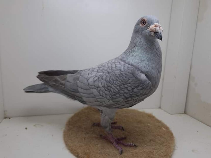  - Nu îmi aparțin 7