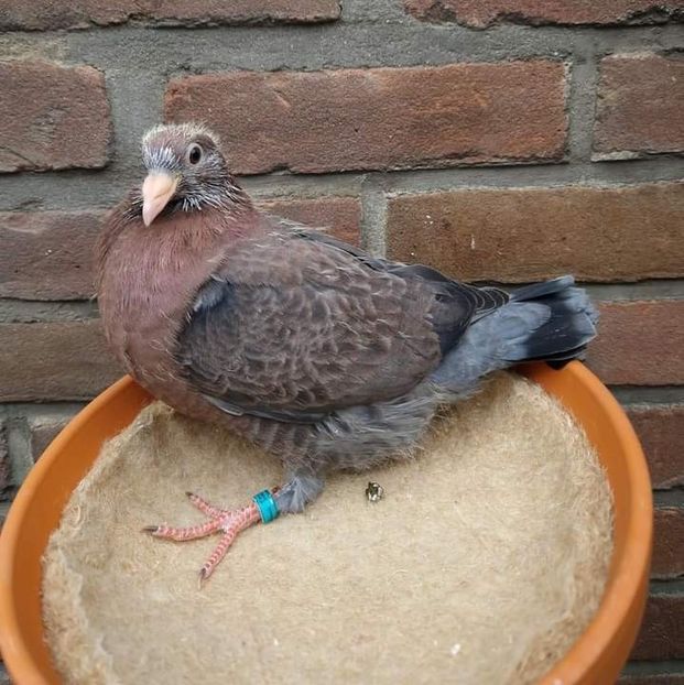  - Nu îmi aparțin 7