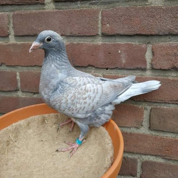  - Nu îmi aparțin 7