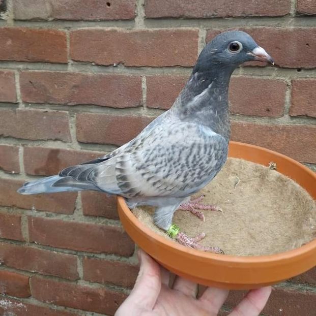  - Nu îmi aparțin 7