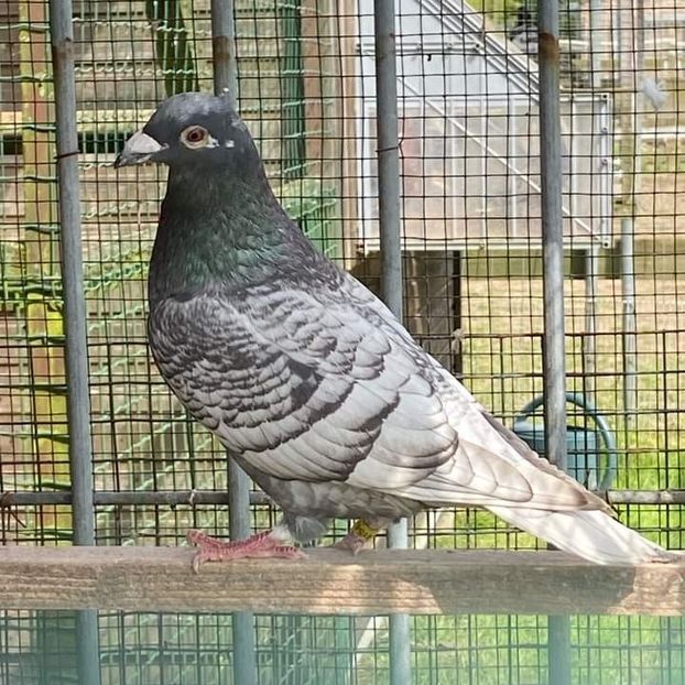  - Nu îmi aparțin 7