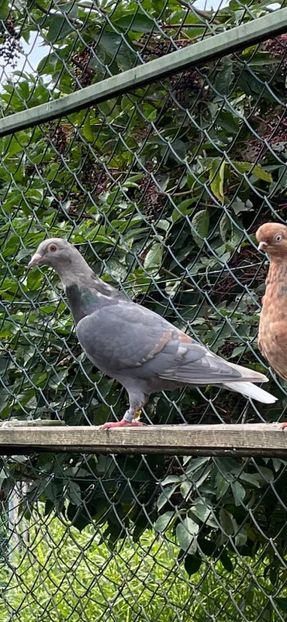  - Nu îmi aparțin 7