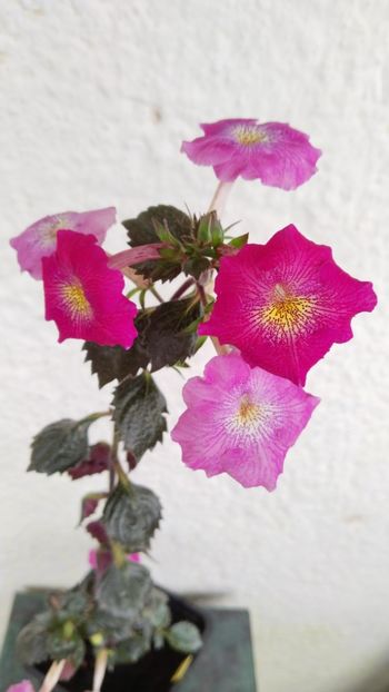  - 2024-RF s DULCE LORENA