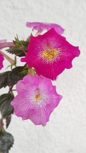  - 2024-RF s DULCE LORENA