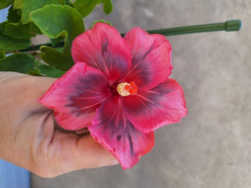 REZERVAT Din seminte Bb Truffles x Diana S. - 35 lei - disponibil lastari neinradacinati de hibiscus