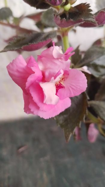 2024 - 2024-Pink English Rose