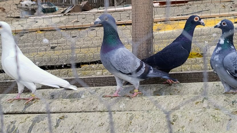  - 2- PORUMBEI VOIAJORI PE STIL VECHI