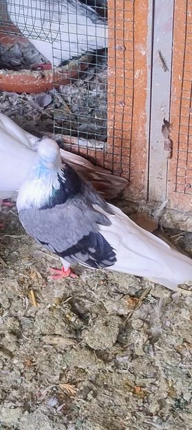  - 4- PORUMBEI JUCATORI