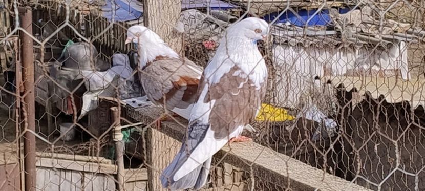  - 4- PORUMBEI JUCATORI