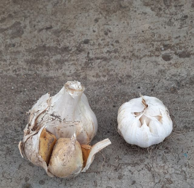 Conparatie Elefant vs obisnuit - Usturoi Elefant