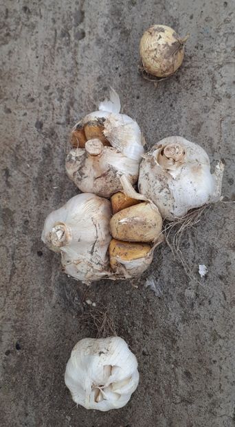 Comparatie 3 soiuri - Usturoi Elefant