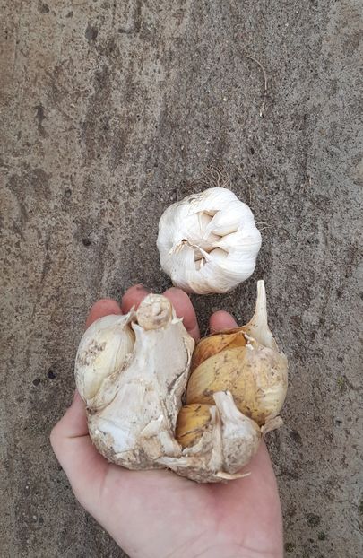 Comparatie elefant va obisnuit - Usturoi Elefant