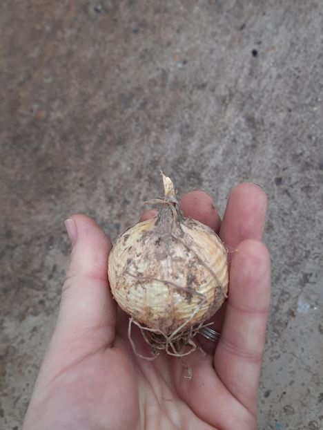 Un singur soi - Usturoi Elefant