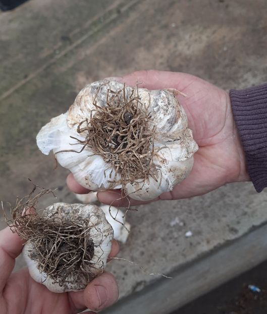 Comparatie elefant vs cel normal - Usturoi Elefant