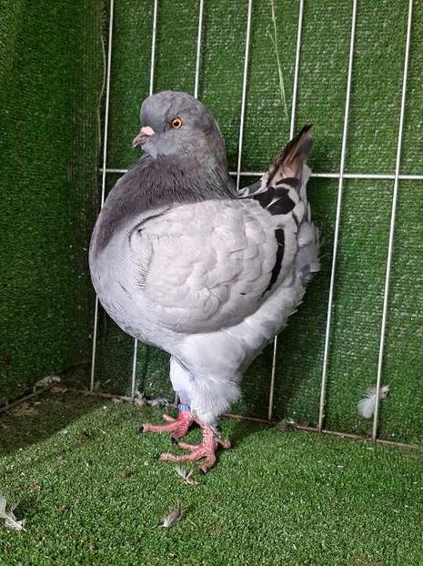 1-0 vandut - King 2024