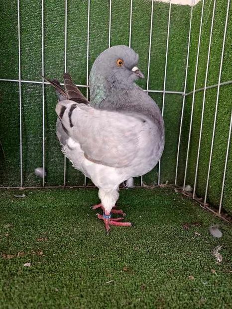 0-1 vanduta - King 2024