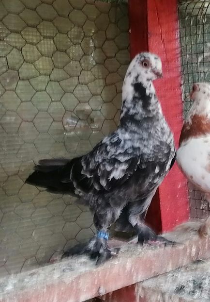 Pui 2024 - Fluturi de Varșovia 2023