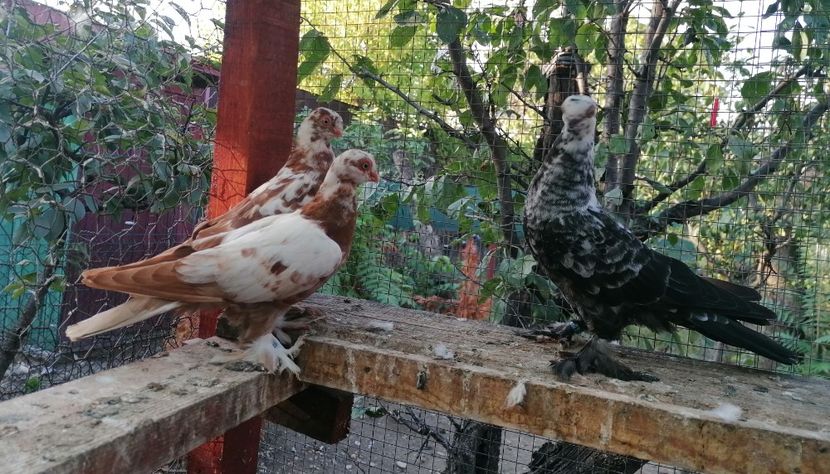 Pui 2024 - Fluturi de Varșovia 2023