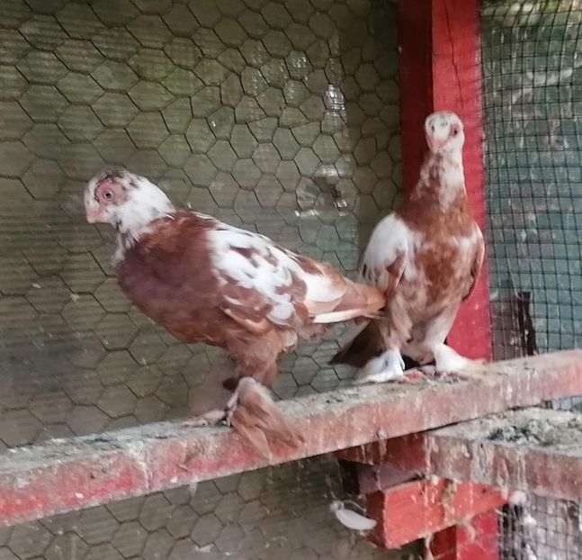 Pui 2024 - Fluturi de Varșovia 2023