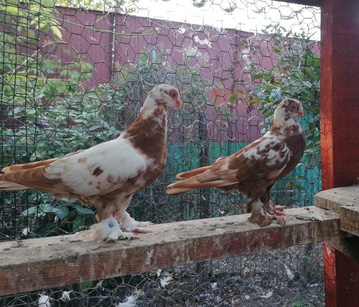 Pui 2024 - Fluturi de Varșovia 2023