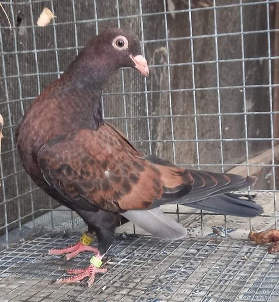  - Nu îmi aparțin 7