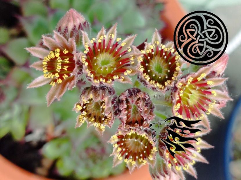  - suculente si cactusi