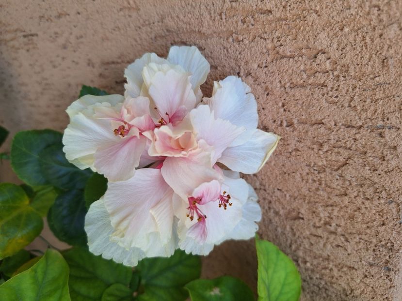 White pride - Hibi White Pride of Hankins