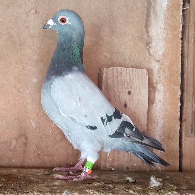 Mascul 23-222 - Porumbei vanduti