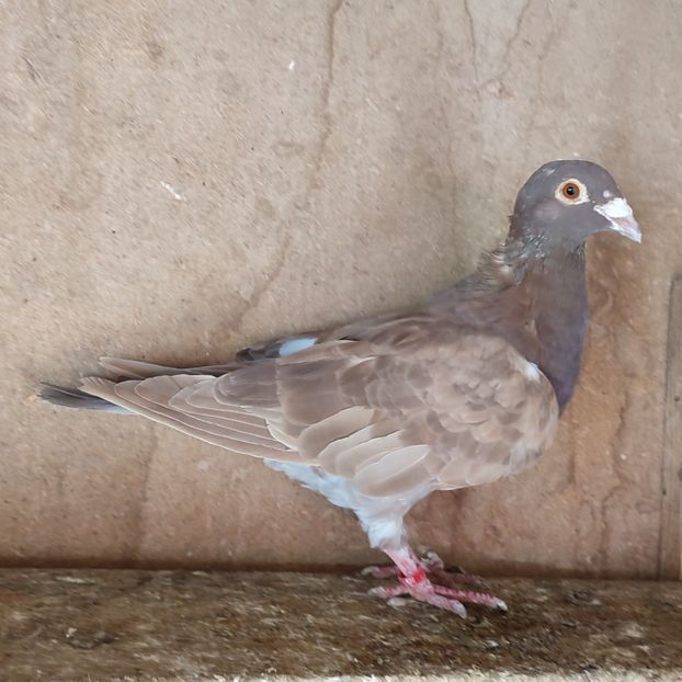 Femela fara inel - Porumbei vanduti