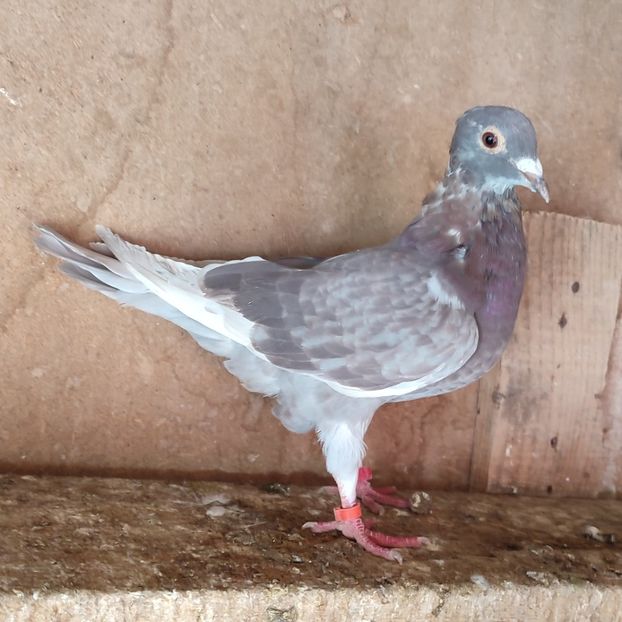 Femela fara inel - Porumbei vanduti