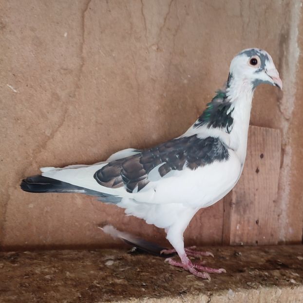 Mascul FI - Baltat negru