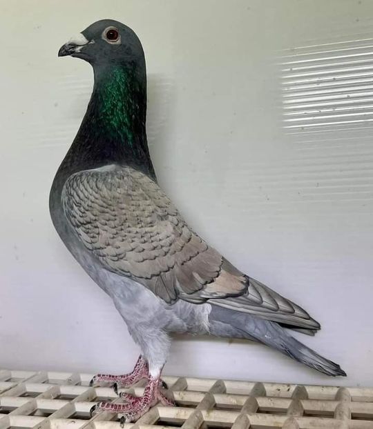  - Nu îmi aparțin 7