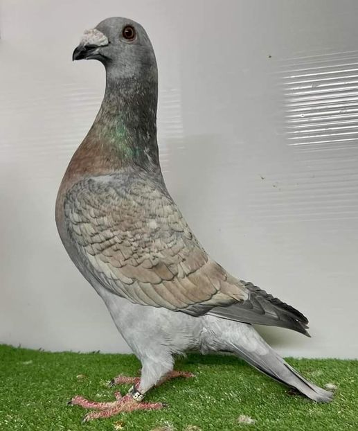  - Nu îmi aparțin 7