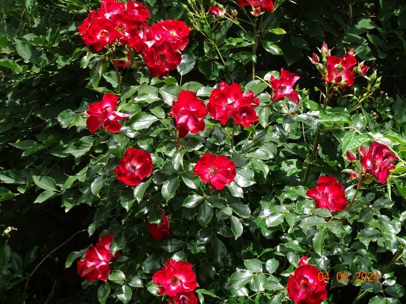  - Trandafiri 2024 2