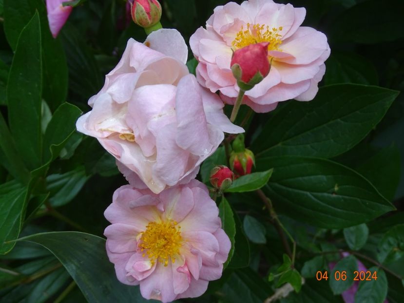  - Trandafiri 2024 2