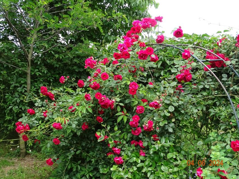  - Trandafiri 2024 2