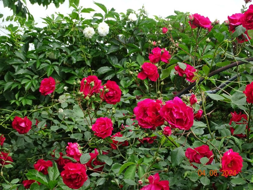  - Trandafiri 2024 2
