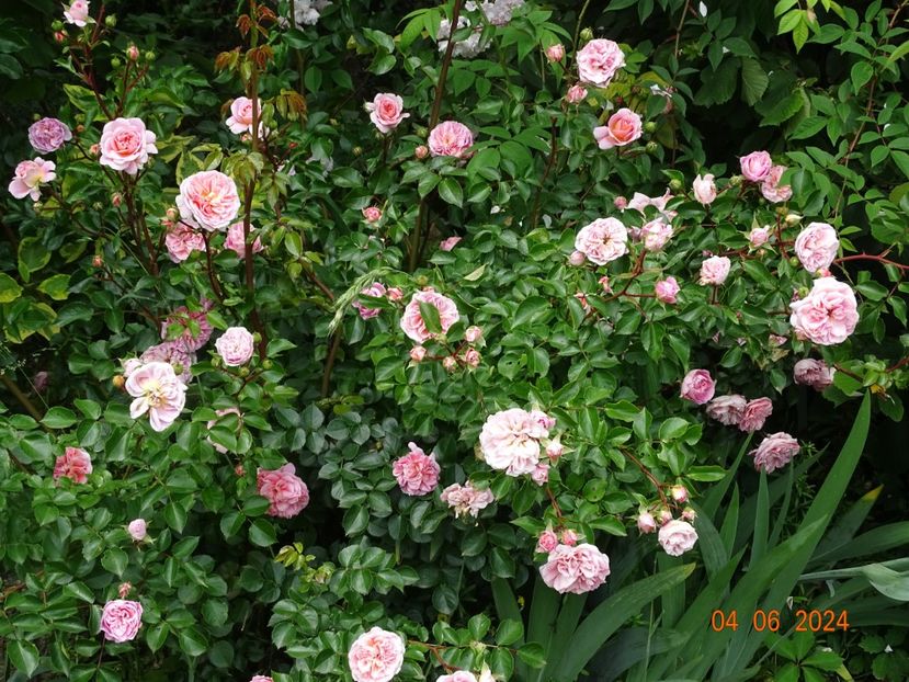  - Trandafiri 2024 2