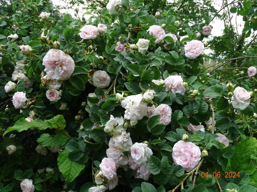  - Trandafiri 2024 3