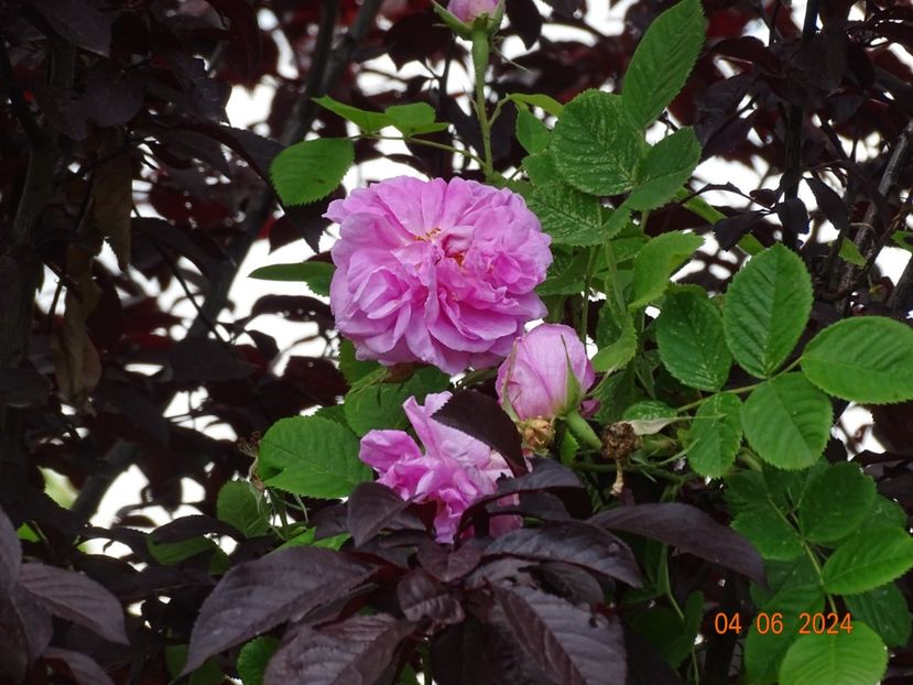  - Trandafiri 2024 3