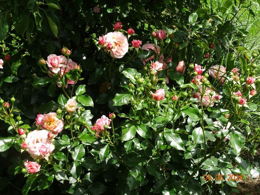  - Trandafiri 2024 3