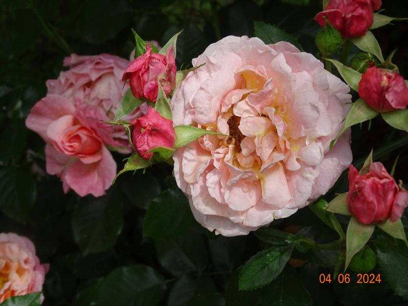  - Trandafiri 2024 3