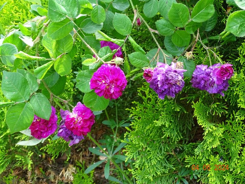  - Trandafiri 2024 2
