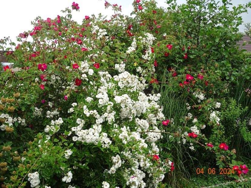  - Trandafiri 2024 3