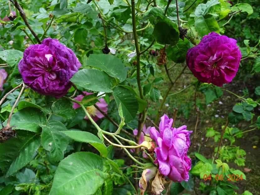  - Trandafiri 2024 2