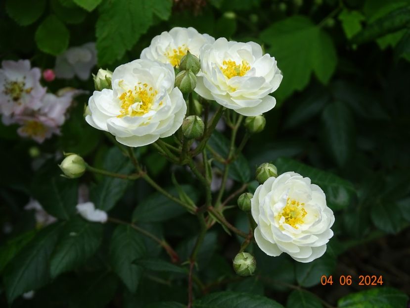  - Trandafiri 2024 3