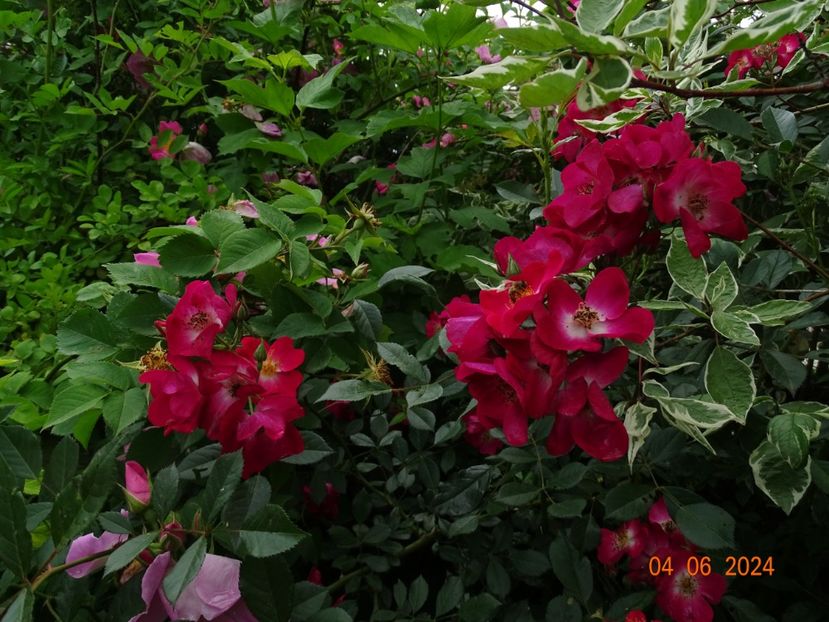  - Trandafiri 2024 3